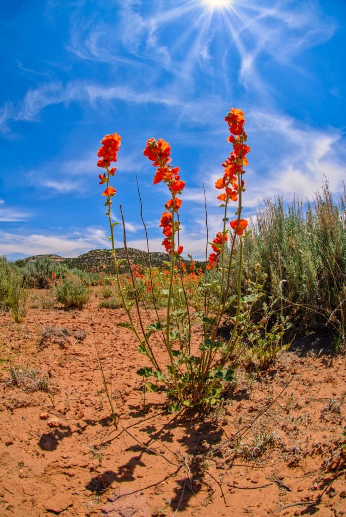 A dense growth of Globe Mallow grows along the Burr Trail just outside Capitol Reef National Park in Utah.