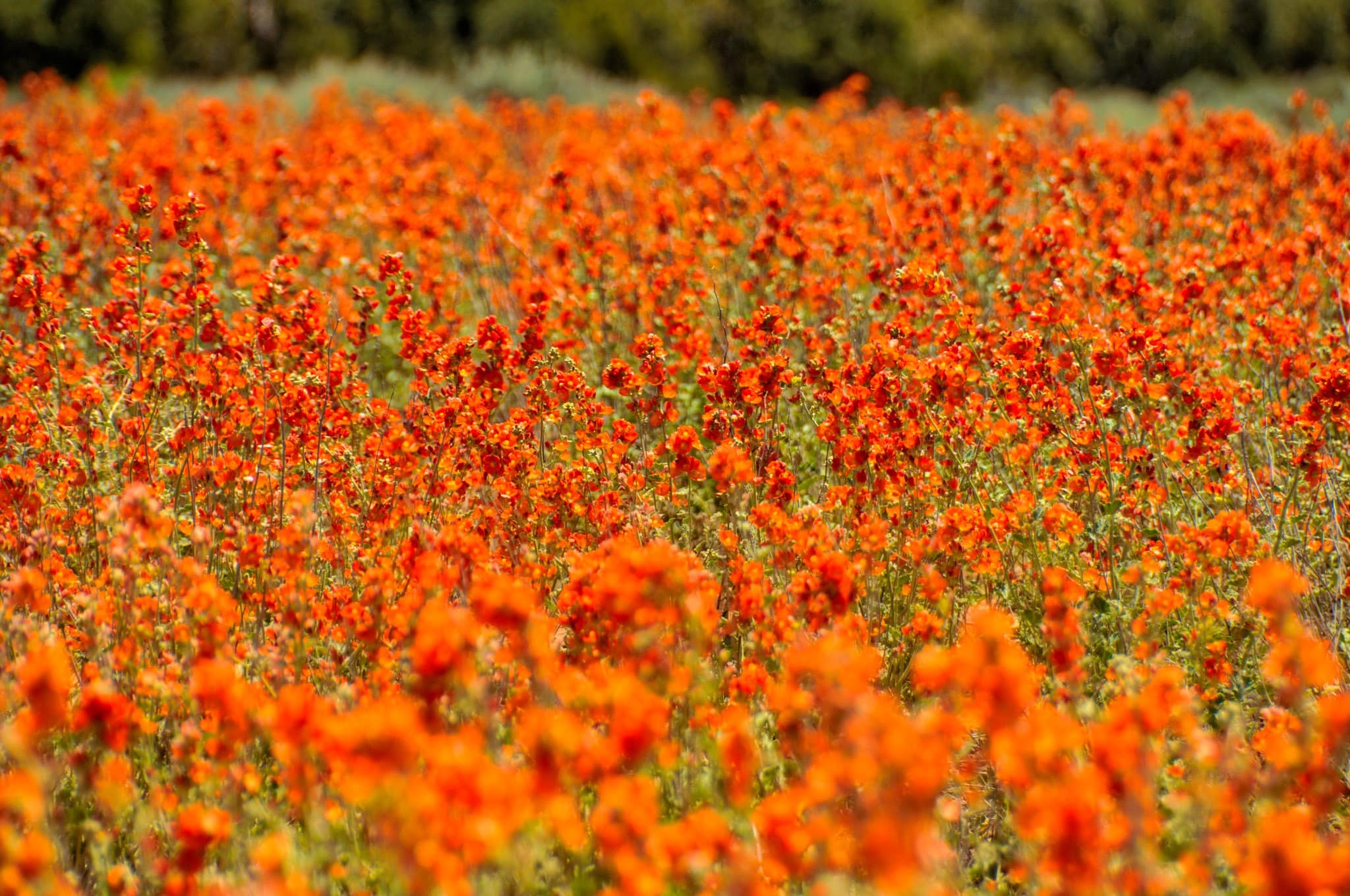 A dense field of Globe Mallow grows along the Burr Trail just outside Capitol Reef National Park in Utah.