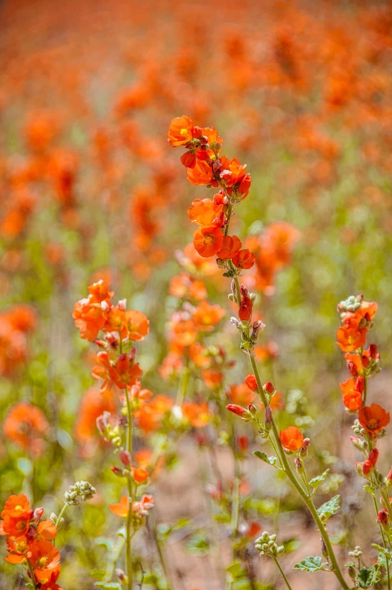 Dense growth of Globe Mallow along the Burr Trail just outside Capitol Reef National Park in Utah.