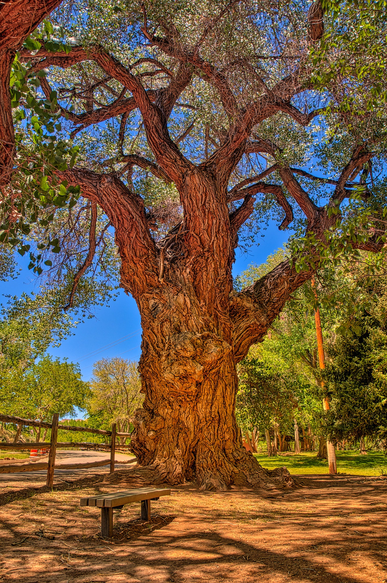 This gnarled and ancient Cottonwood tree, along Scenic Drive in the Fruita District of Capitol Reef Natioal Park, was where Fruita residents gathered to get their letters and packages prior to the construction of a permanent post office in 1904.