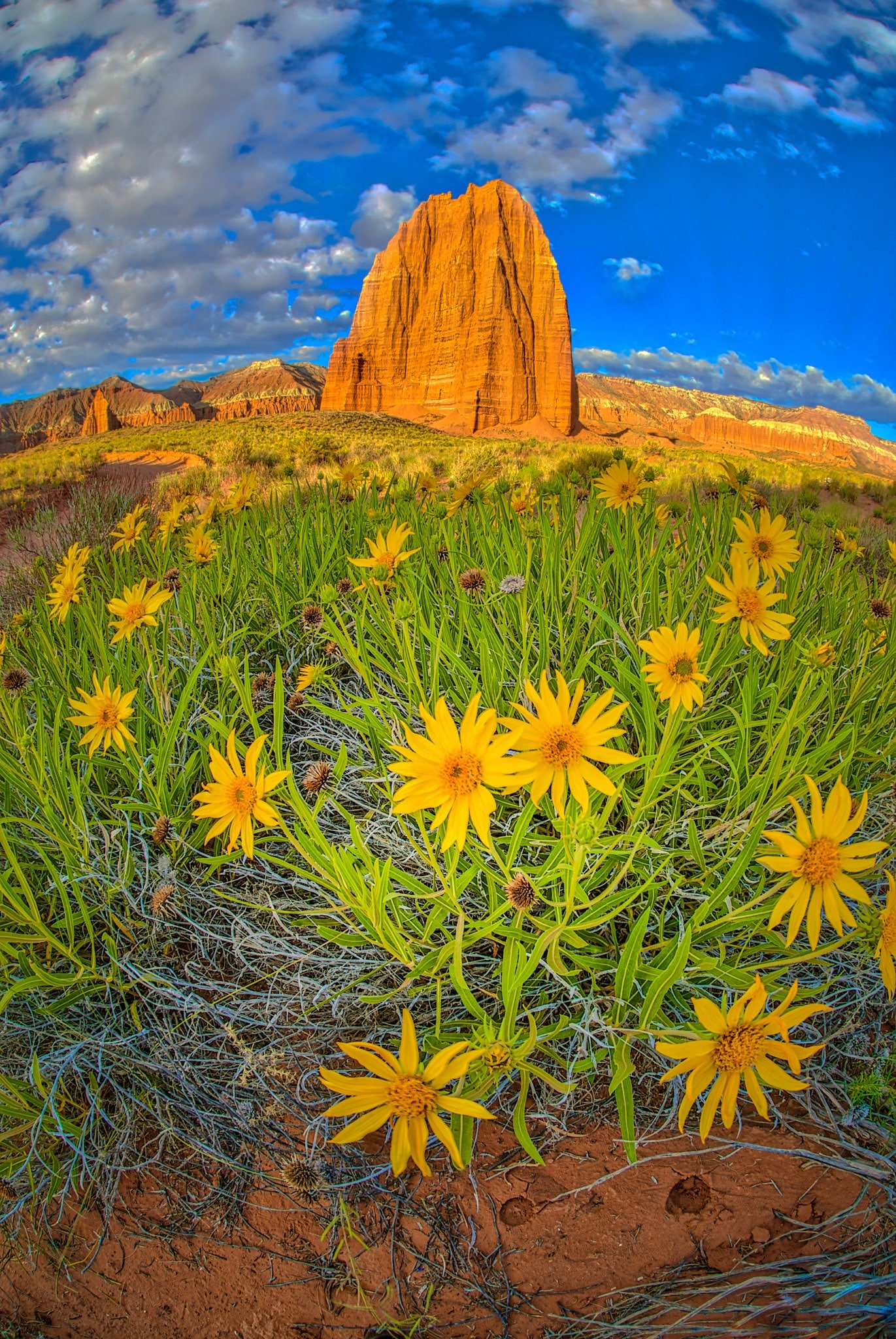 A clump of Nuttall's Sunflowers grow arounf the Temple of the Sun in Cathedral Valley in Capitol Reef National Park in Utah.