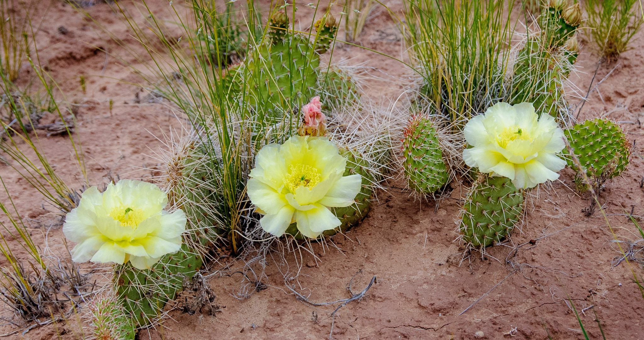 These pale yellow blossoms adorn these prickly pear cacti along Cathedral Road in Capitol Reef National Park, Utah.