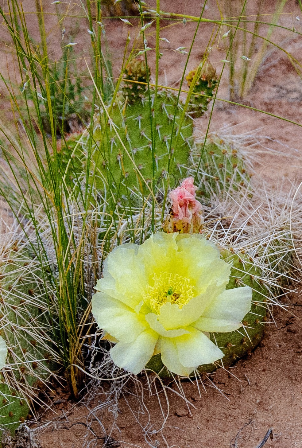 This pale yellow blossom adorns this prickly pear cactus along Cathedral Road in Capitol Reef National Park, Utah.