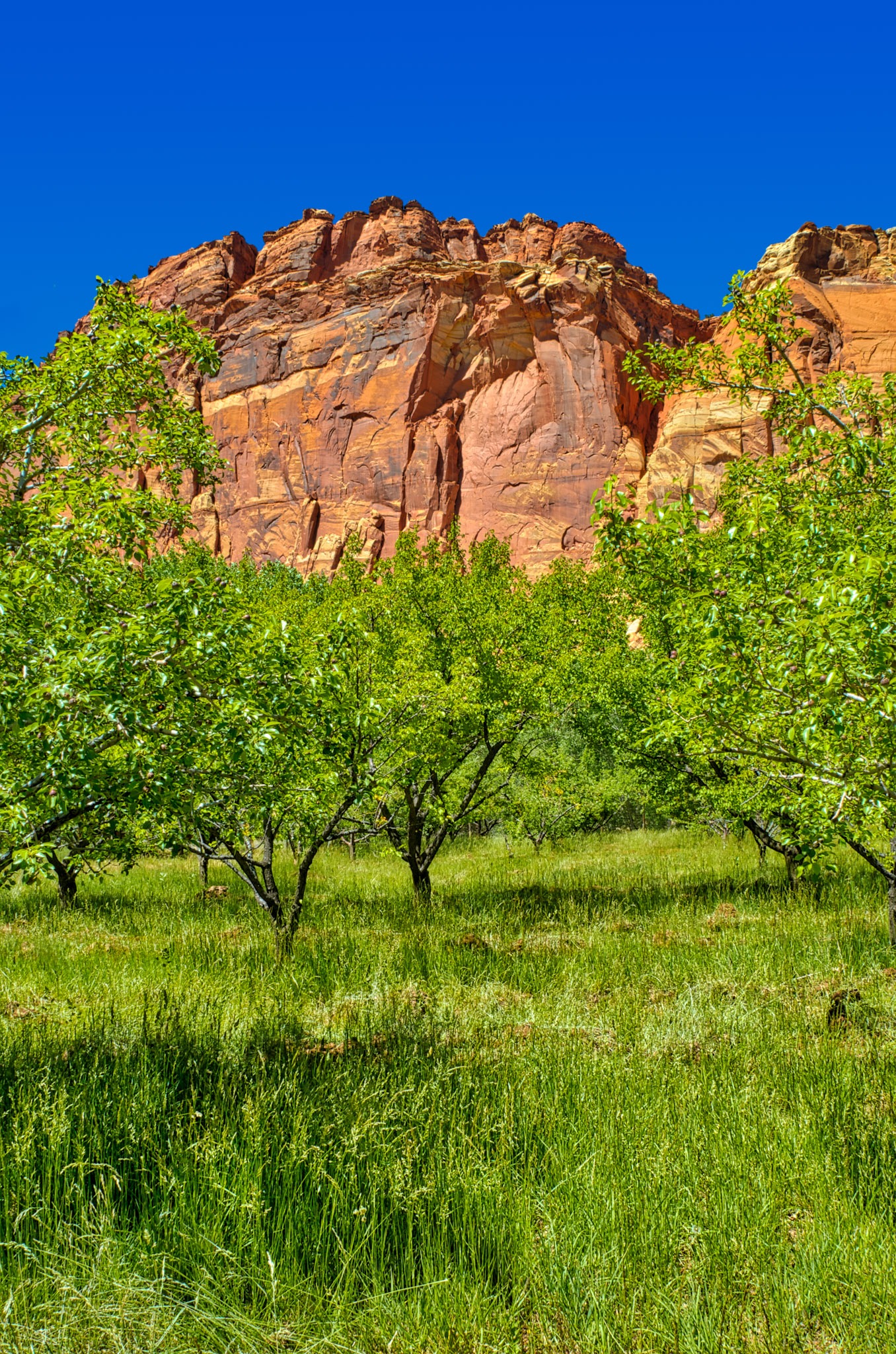 This is a view of the orchard along Camp Ground Road in the Fruita District of Capitol Reef National Park in Utah.