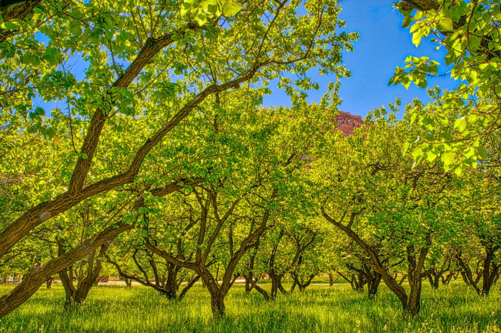 This is a view of some fruit trees in one of the orchards along Camp Ground Road in the Fruita District of Capitol Reef National Park. Some of these heirloom fruit trees are over 100 years old. The National Park Service is maintaining these orchards, replanting trees that have dies of old-age withthe same heiloom species. The only difference seems to be that they are planting in groups of similar species, such as cherries with cherries and peaches with peaches.