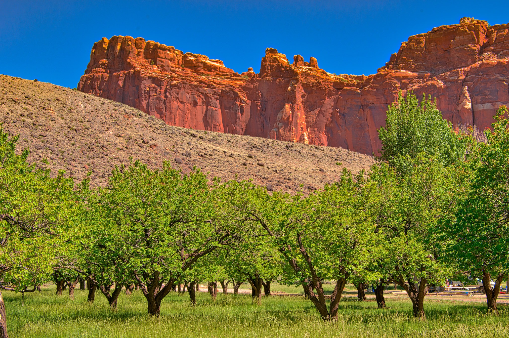 This is a view of some fruit trees in one of the orchards along Camp Ground Road in the Fruita District of Capitol Reef National Park. Some of these heirloom fruit trees are over 100 years old. The National Park Service is maintaining these orchards, replanting trees that have dies of old-age withthe same heiloom species. The only difference seems to be that they are planting in groups of similar species, such as cherries with cherries and peaches with peaches.