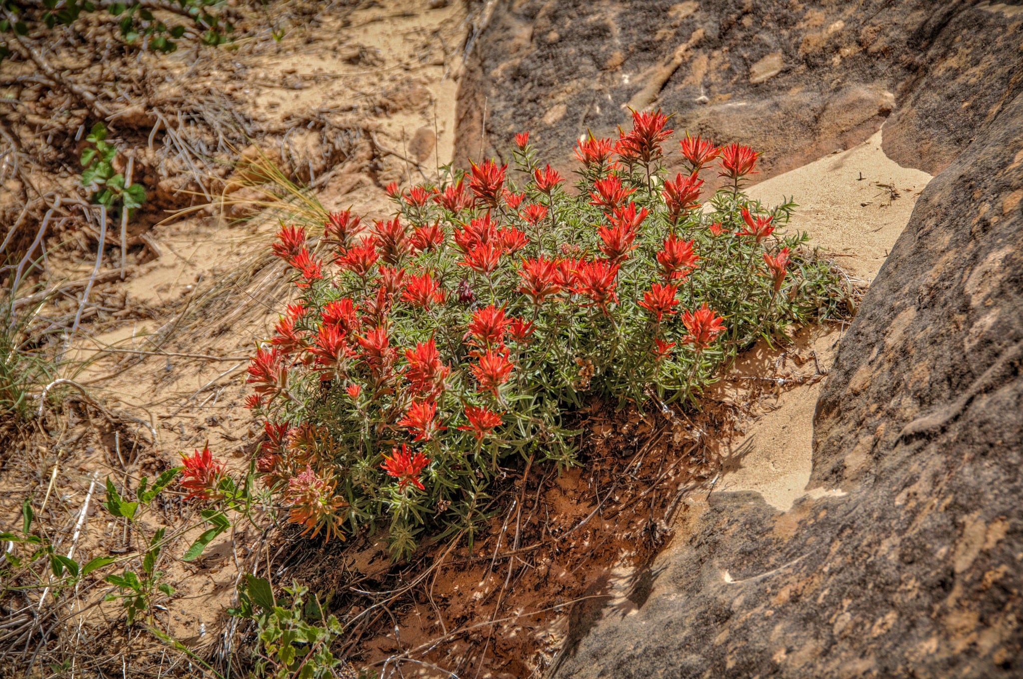A clump of Red Desert Paintbrush grows along the Capitol Gorge Trail in Capitol Reef National Park, Utah.