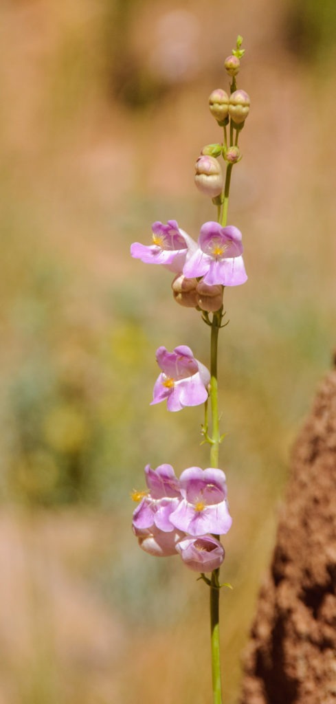 This lovely pink toadflax, or Linaria Vulgaris, grows along the Capitol Gorge Trail in Capitol Reef National Park, Utah.
