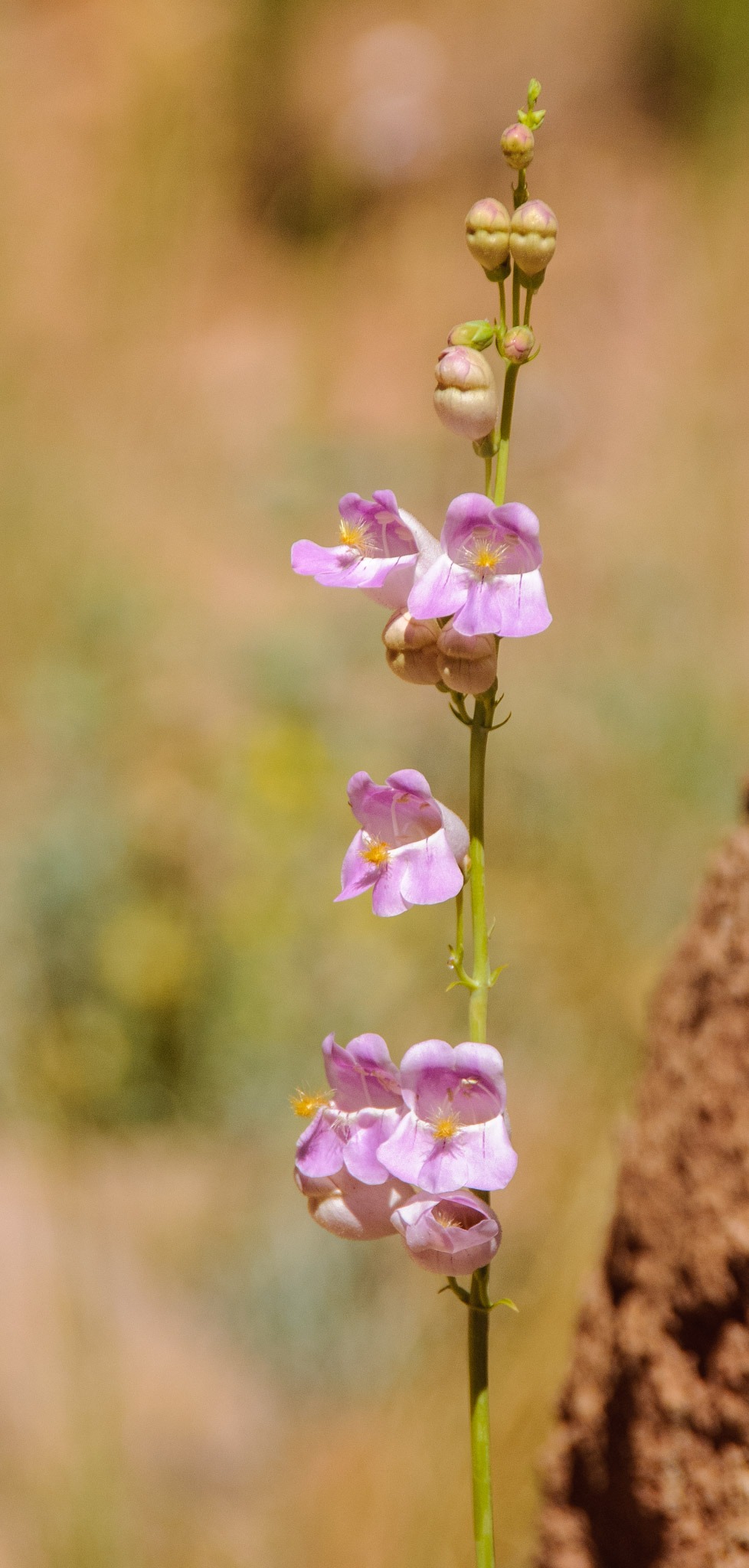 This lovely pink toadflax, or Linaria Vulgaris, grows along the Capitol Gorge Trail in Capitol Reef National Park, Utah.