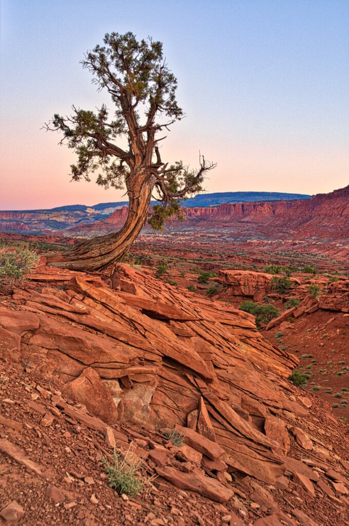 A Utah Juniper tree grows out of a sandstone cliff at Orientation Pullout along Utah State Route 24 in Capitol Reef National Park, Torrey, Utah.