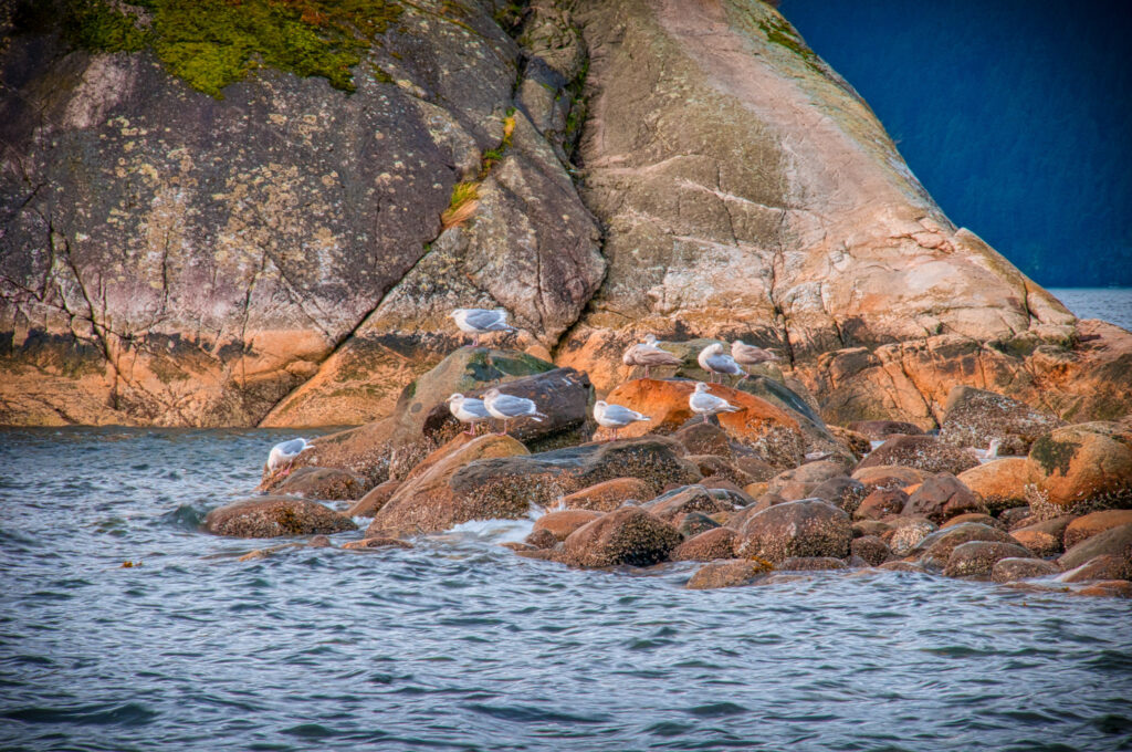 A view of gulls preening on the rocky shore of Bowen Island off Whytecliff Park in Vancouver, British Columbia.