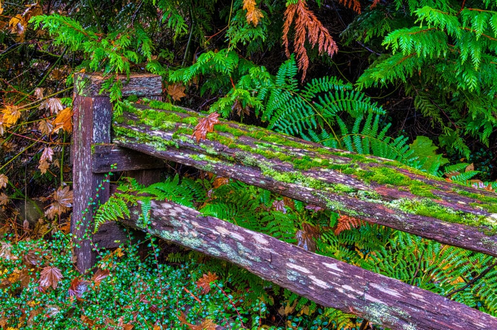 A wet autumn leaf reston a mossy raiol fence along a trail in Shannon Falls Provincial Park off the Sea-to-Sky Highway along the coast of British Columbia, Canada.