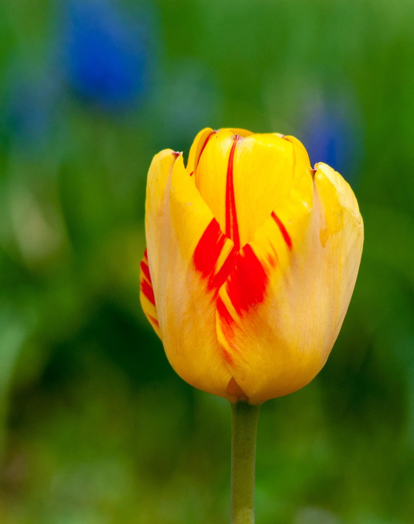 Portrait of a tulip in the Mapleton Hill neighborhood in Boulder, Colorado.