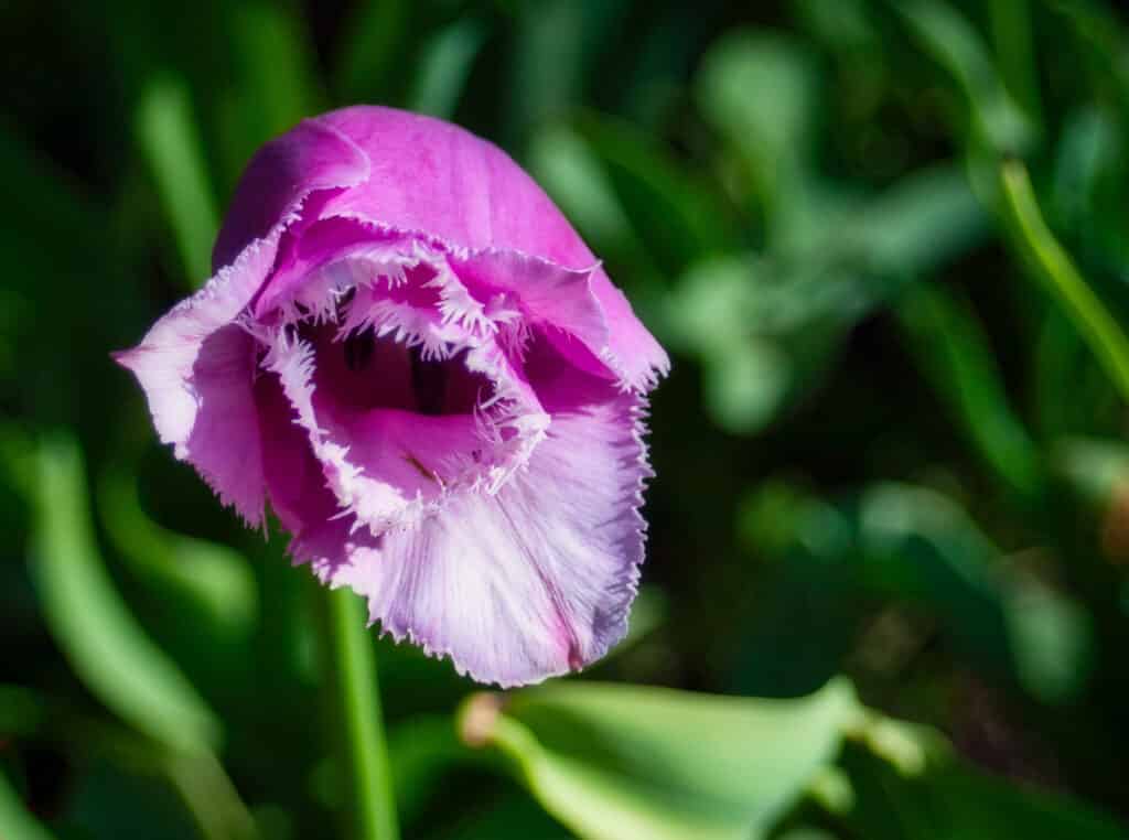 This is a portrait of a purple-fringed tulip growing in a bed on the Pearl Street Mall in Boulder, Colorado.