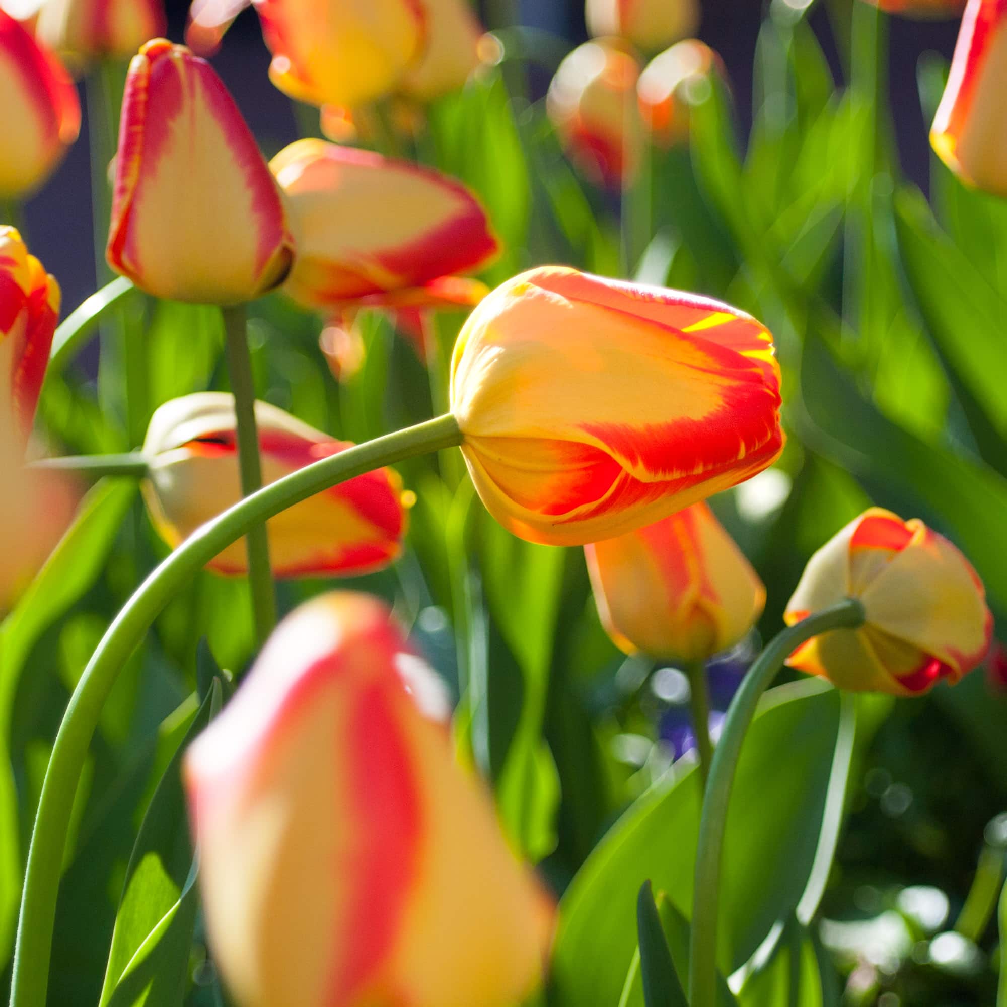 A yellow and red tulip nods its head on the Pearl Street Mall in Boulder, Colorado.