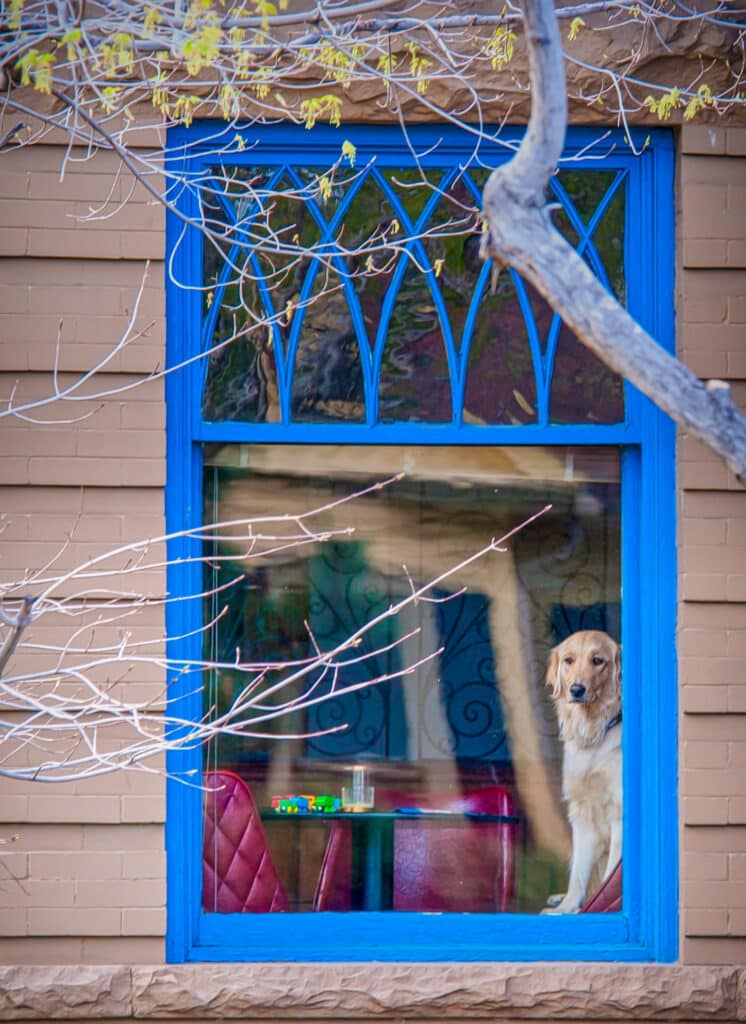 A Golden Retriever sits in a chair by a window looking out for its owner to return.