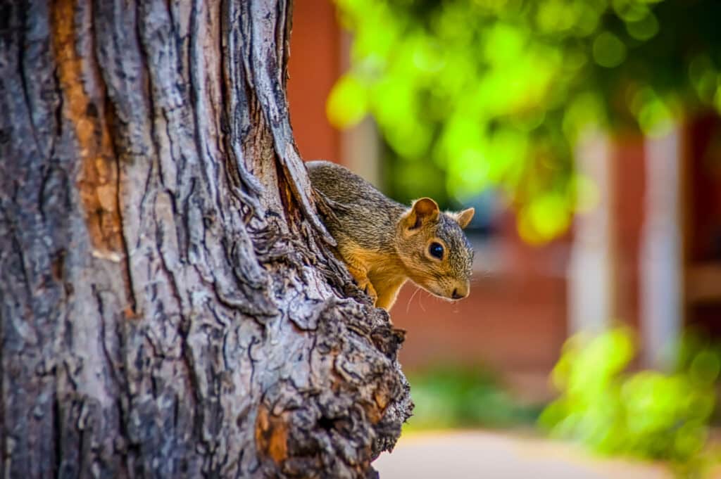 A gray squirrel pokes his head around a maple tree in the Mapleton Hill Neighborhood of Boulder, Colorado.