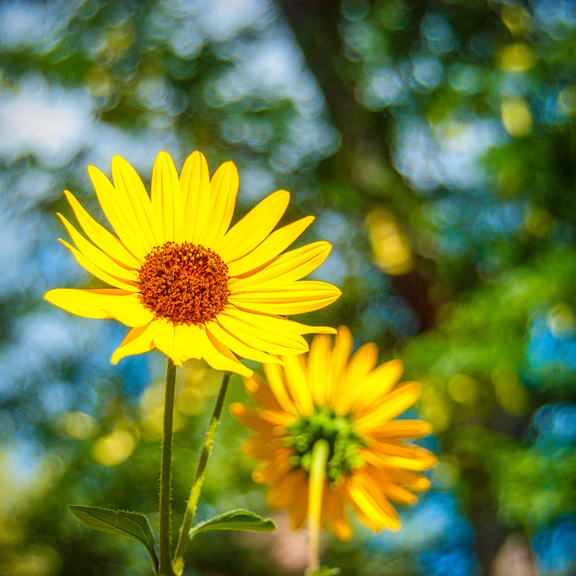 Two volunteer sunflowers grow along the sidewalk in the Mapleton Hill Neighborhood of Boulder, Colorado.