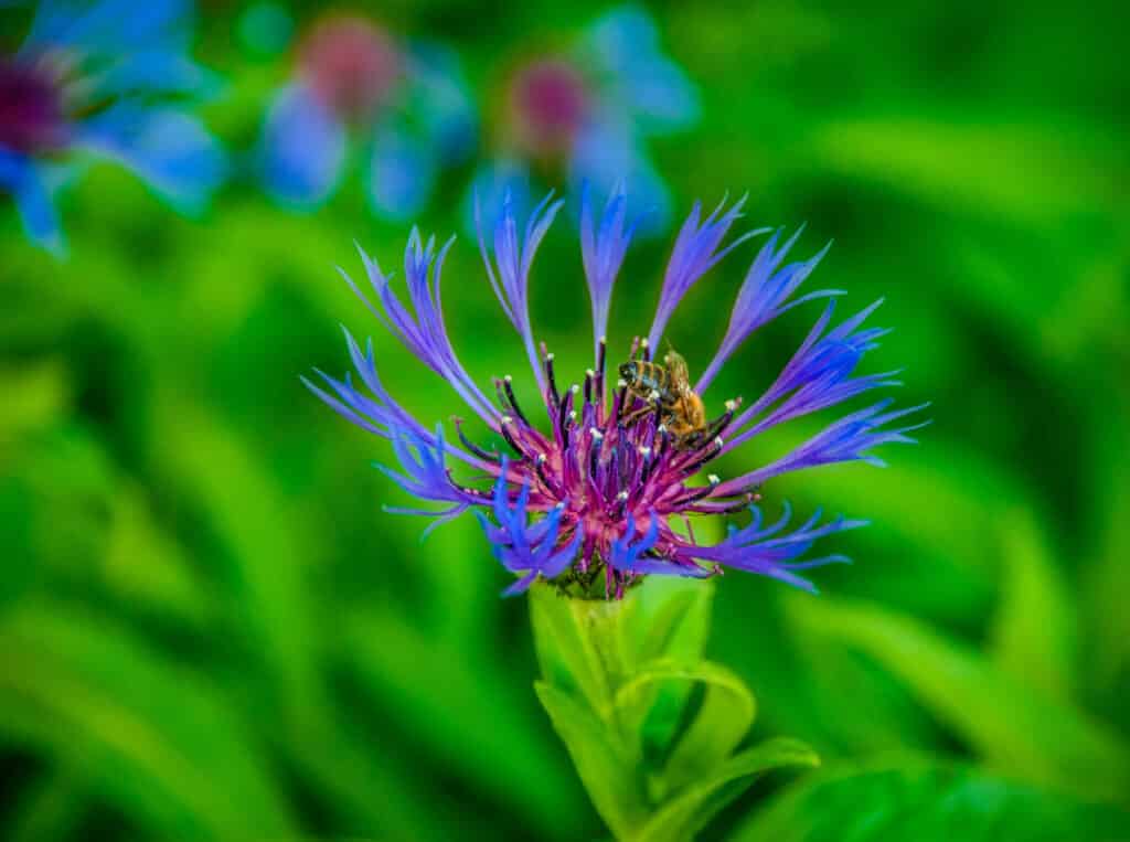 A honey bee gathers pollen in the venter of a cornflower that is growing in a garden in Boulder, Colorado.