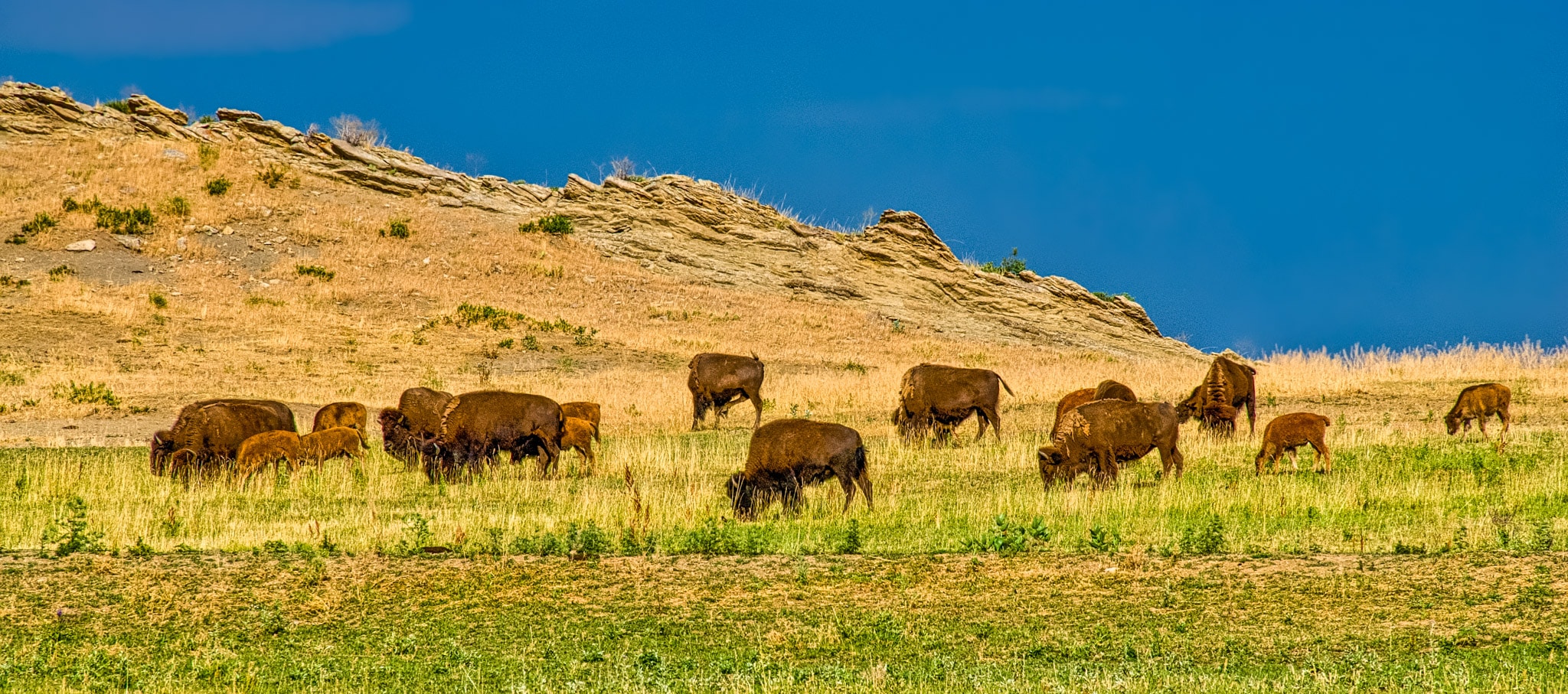 These bison are grazing in a field near Rabbit Mountain just outside the city of Boulder, Colorado.