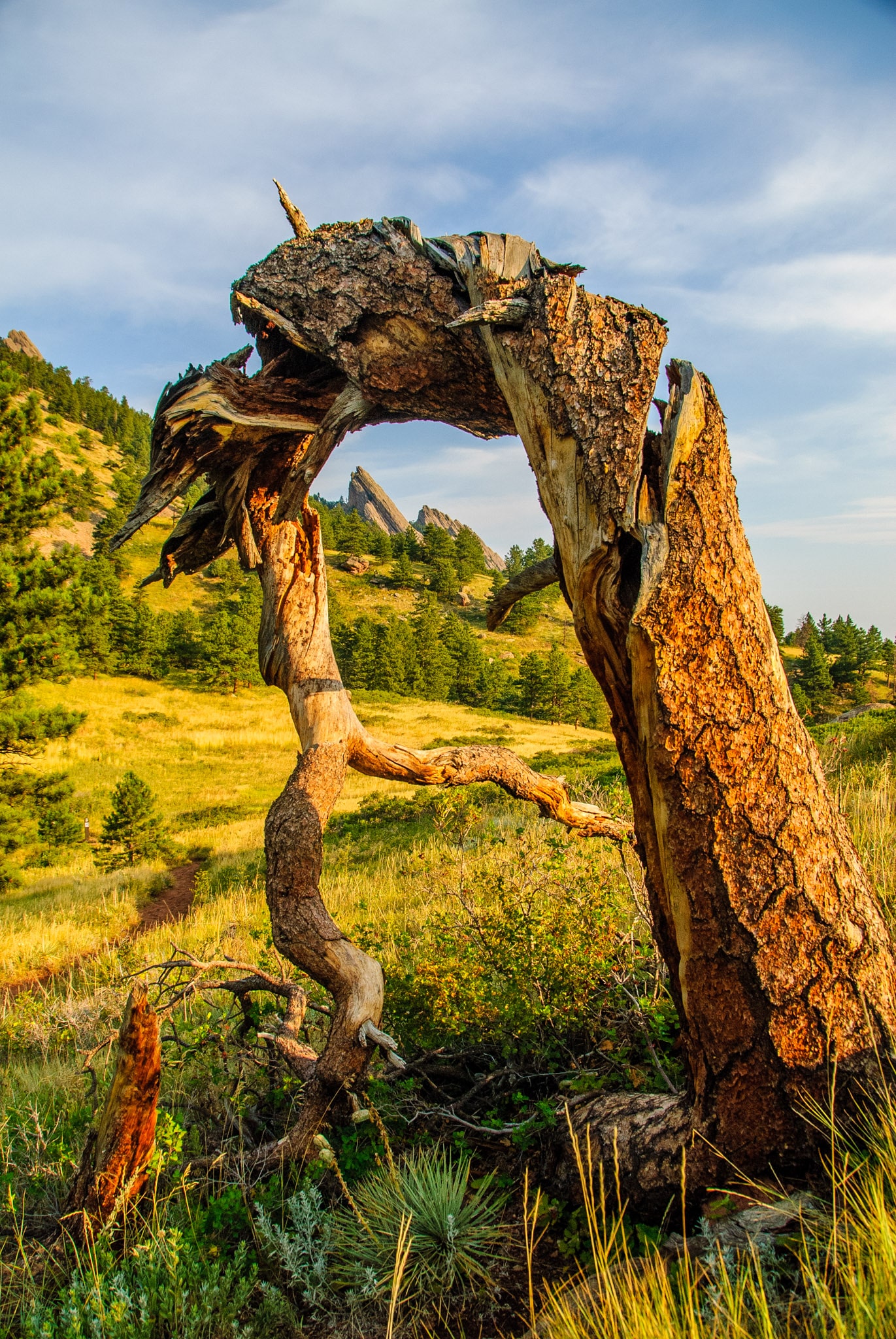 A gnarly pine tree bows over to perfectly frame a Flatiron in the foorhills of Boulder, Colorado.