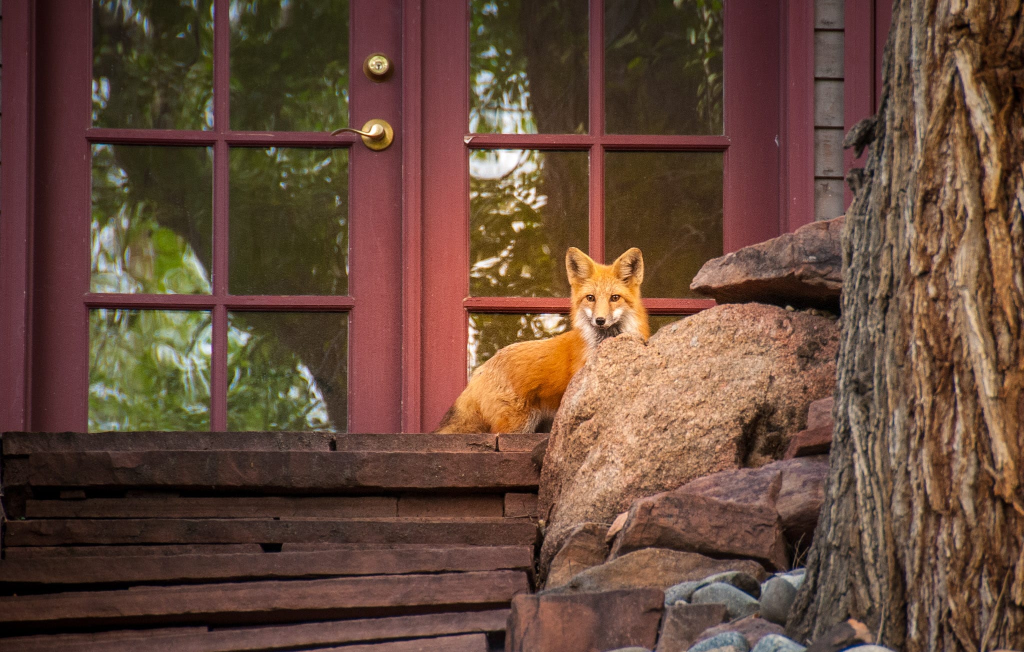 A beautiful red fox lives around a home in the Mapleton Hills neighborhood of Boulder, Colorado.