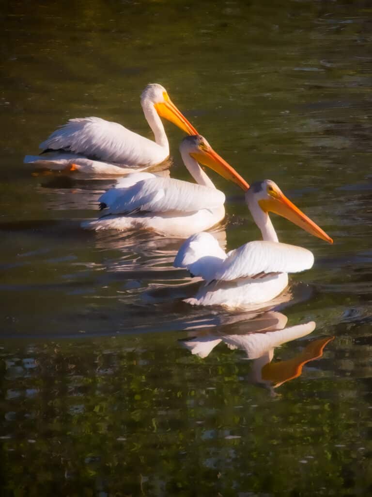 Three Pelicans Swim in Formation in Walden Pond in Boulder, Colorado.