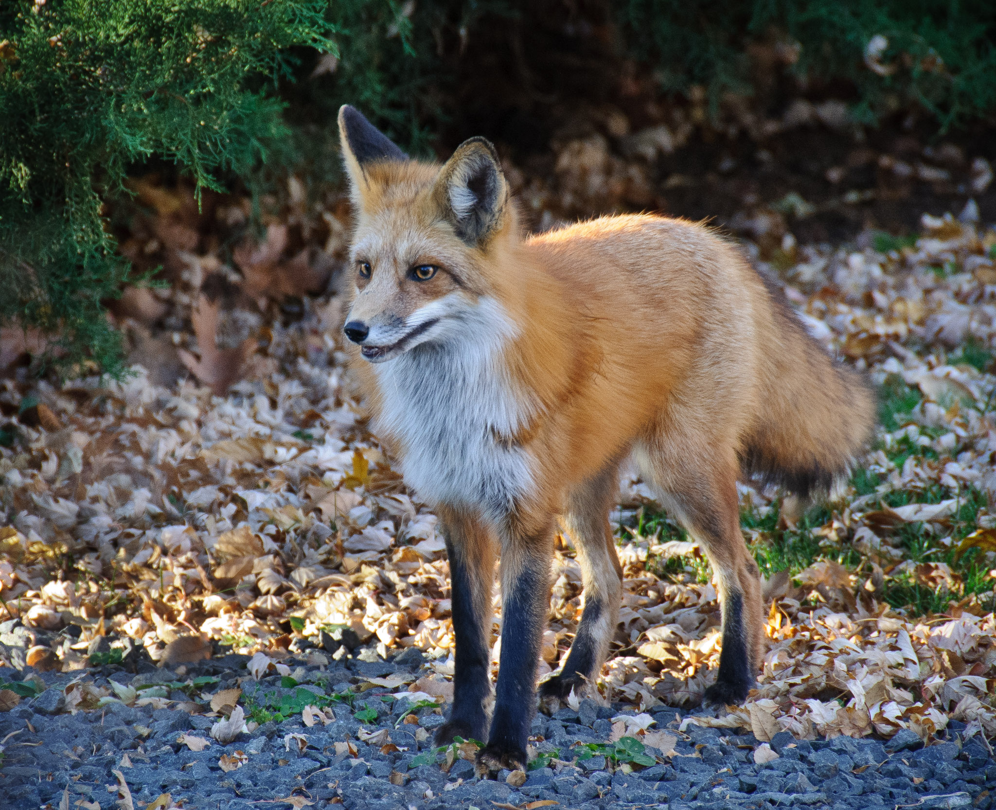 Urban Red Fox among Fall Leaves