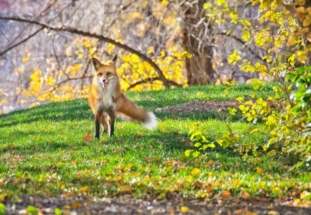 An urban red fox poses on a green lawn among yellow fall leaves.