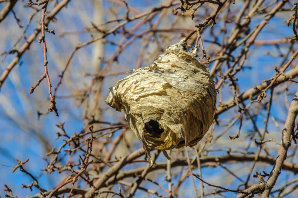 A tattered hornet's nest testifies to the hard winter in Boulder, Colorado.