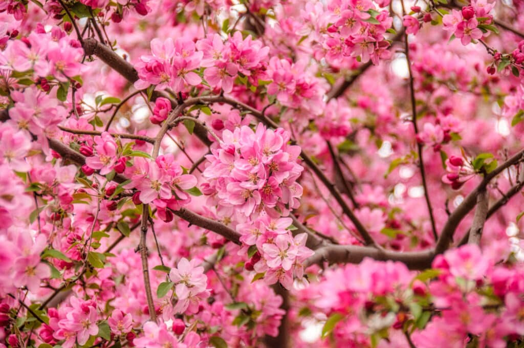 The pink flowering crabapples are at their height in late April in Boulder, Colorado.