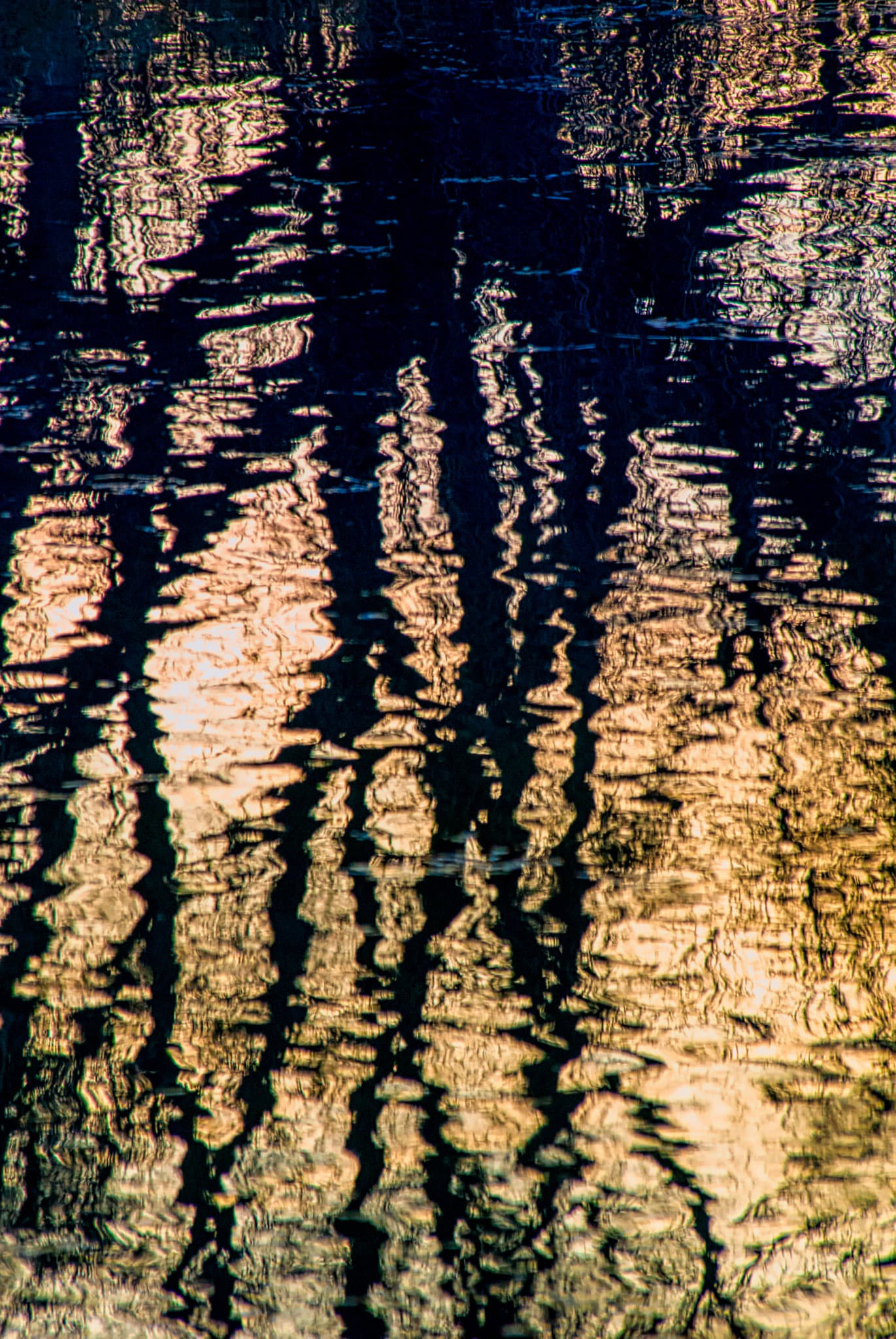 Trees are reflected in the rippled surface of a pond in Walden Ponds Wildlife Sanctuary in Boulder, Colorado.