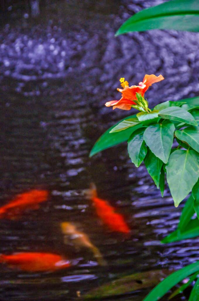 An orange Hibiscus bloom hangs over a goldfish pond at the Butterfly Pavillion in Broomfield, Colorado.