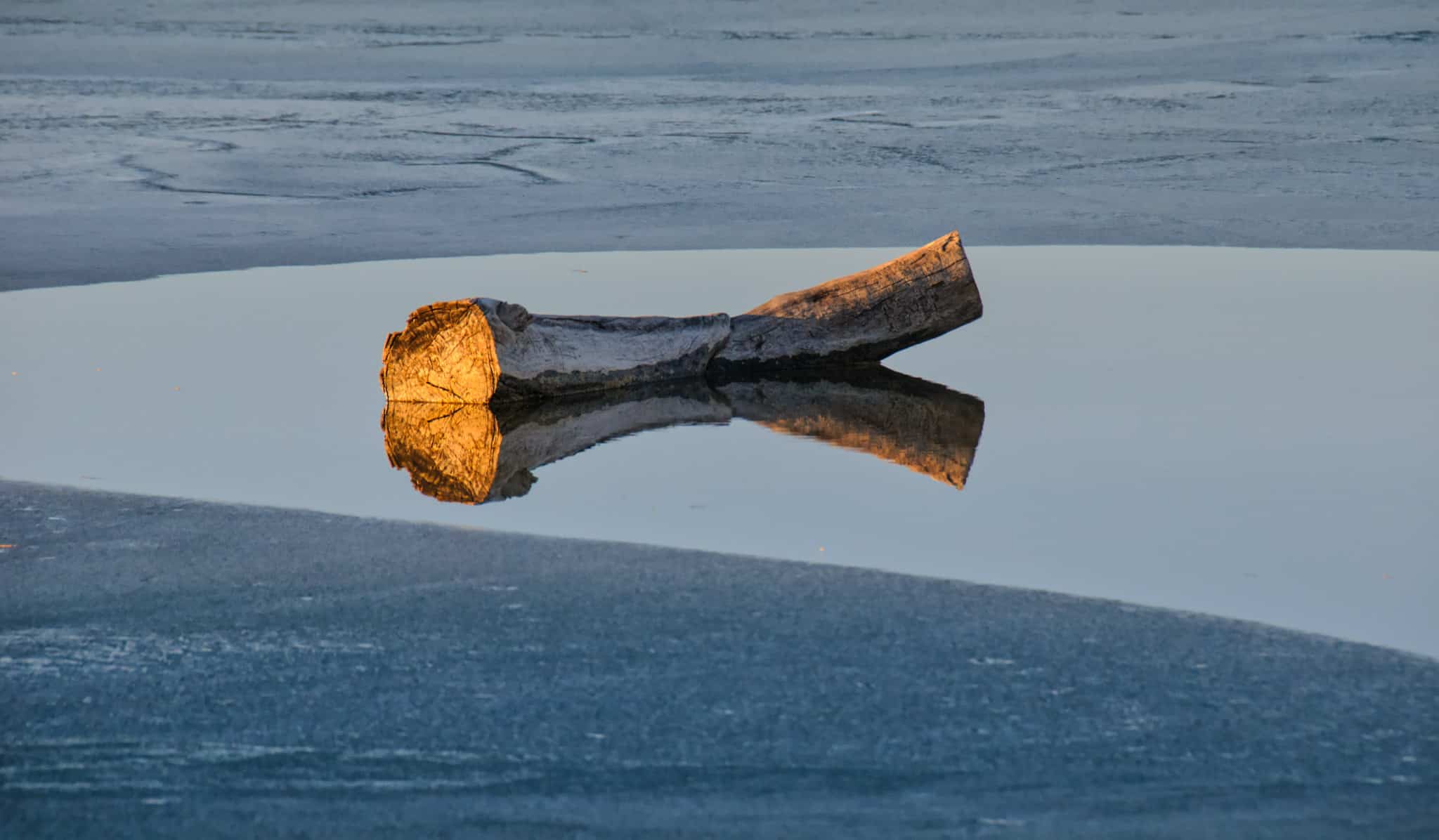 A log is reflected in some ice-free water at Walden Ponds Wildlife Habitat in Boulder, Colorado.