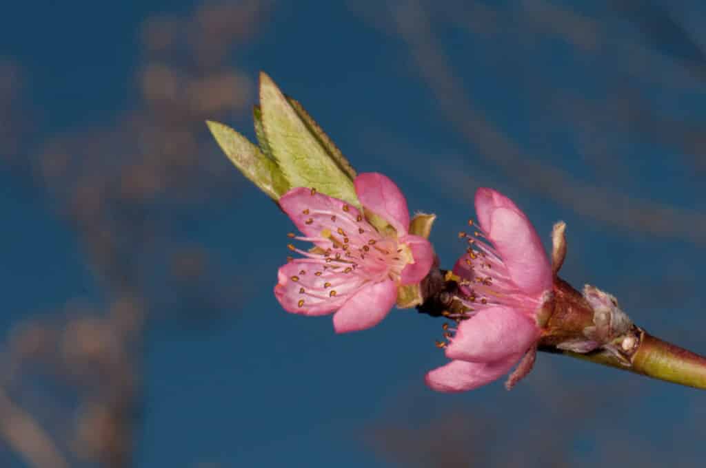A mild spring ensures that the crabapple trees have abundant blooms.