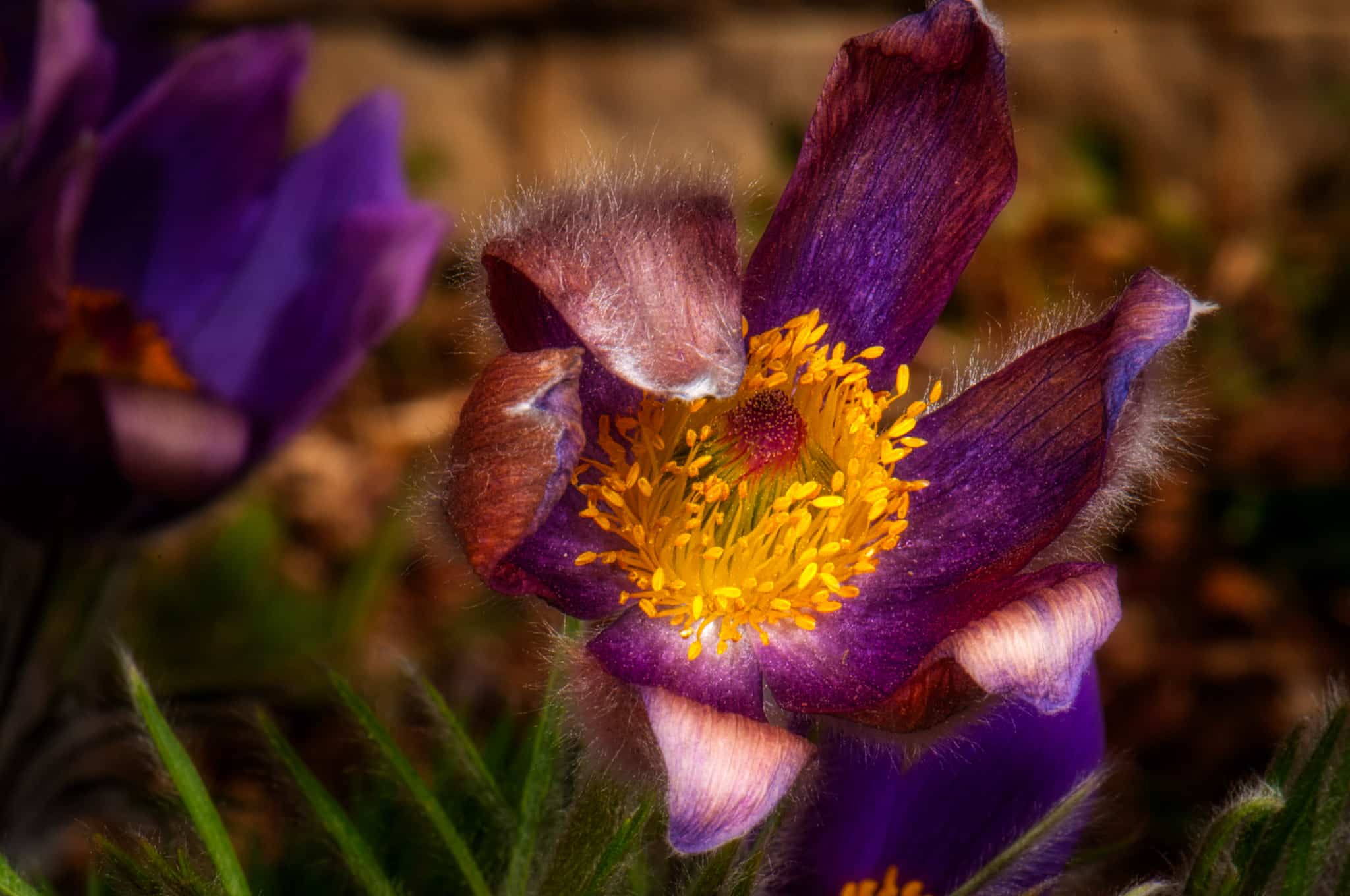 This hairy Pasque Flower is the first up in our garden in the spring.