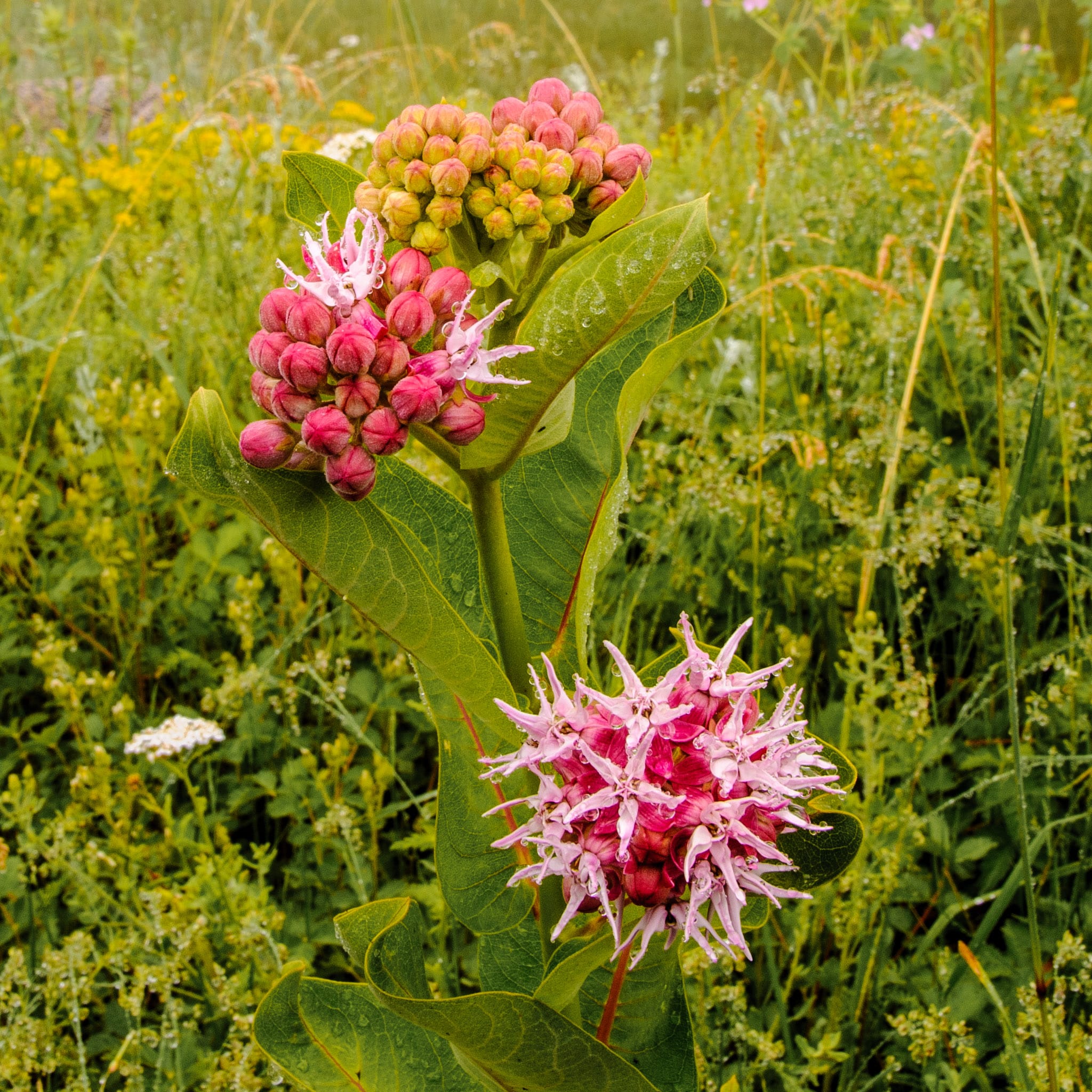 This blooming Swamp Milkweed, or Asclepias Incarnata, grows in a wet area on Flagstaff Mountain in Boulder, Colorado.