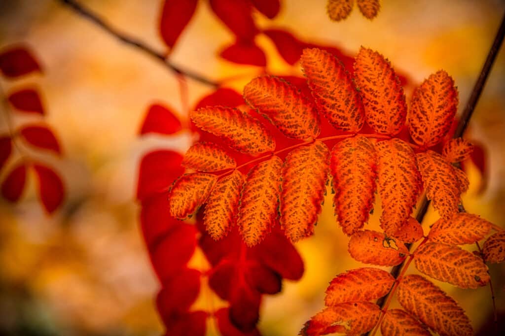 Sumac leaves turn orange and red in the autumn in Boulder, Colorado.
