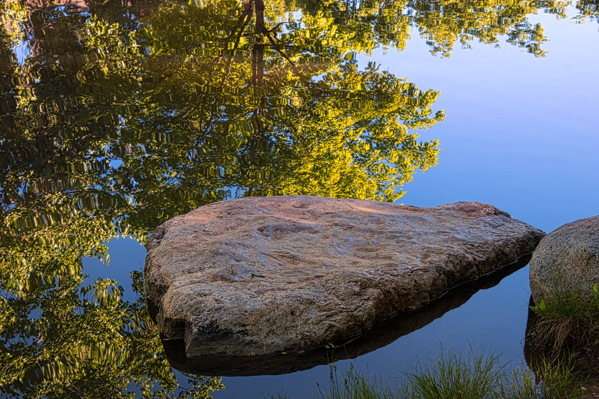 Trees along Boulder Creek are reflected in one of the fish ponds