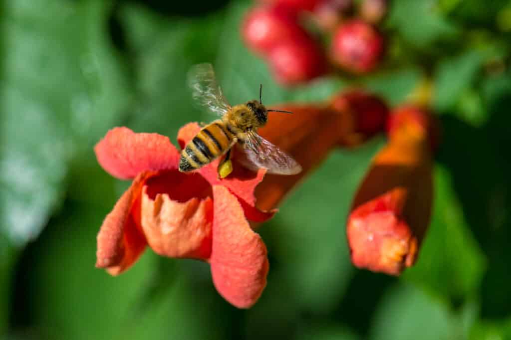 A Honey Bee lifts off from a Trumpet Vine blossom with a full load of pollen.