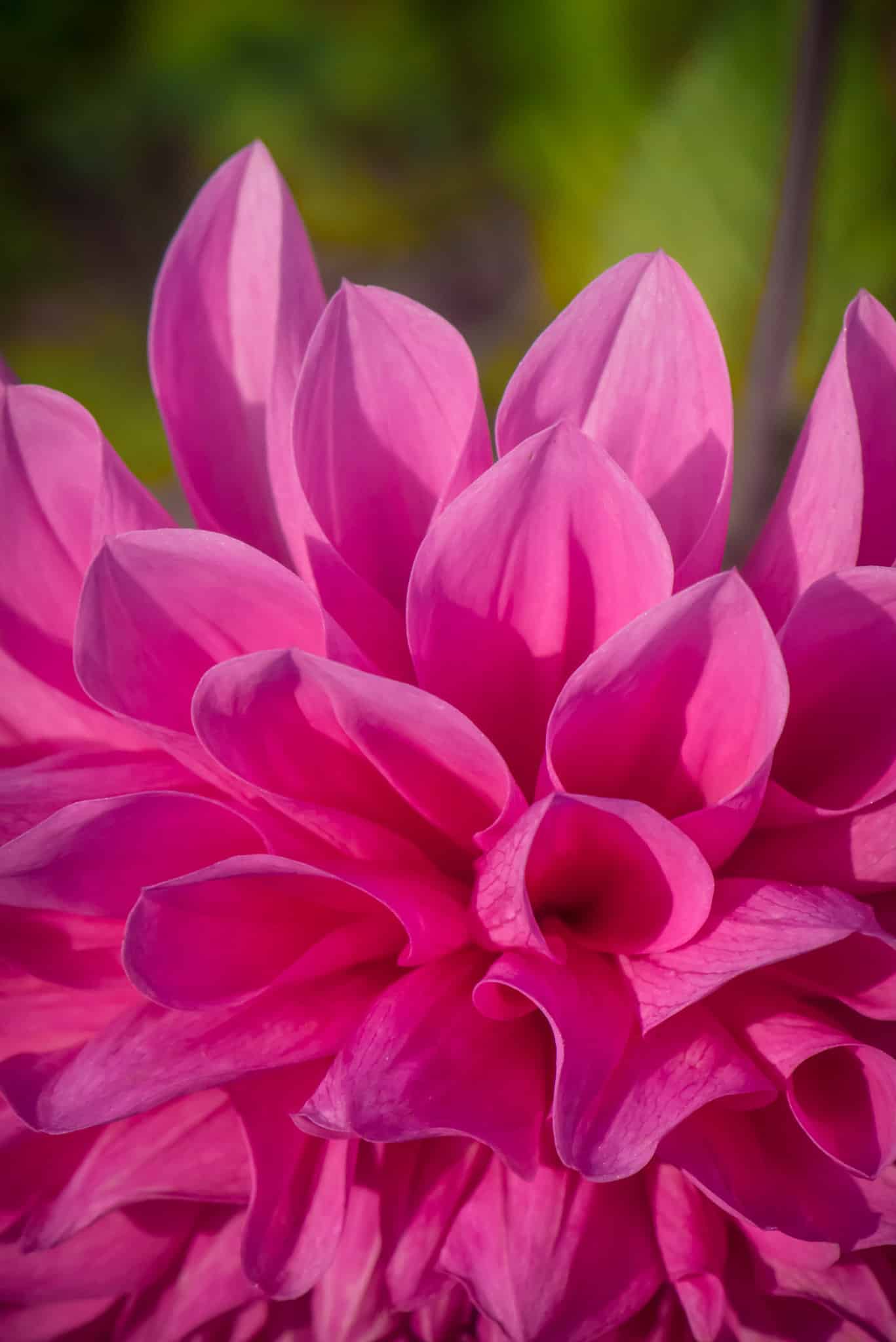 These dahlias were growing along the sidewalk in the Mapleton Hill Neighborhood of Boulder, Colorado.