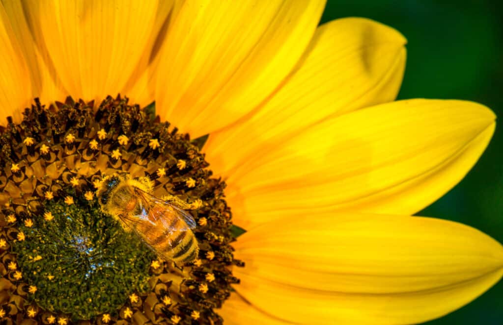 A honey bee is dusted with pollen from a sunflower.