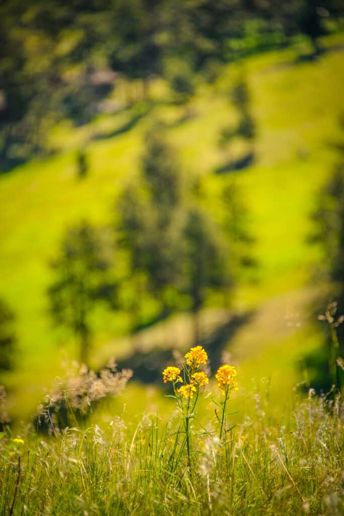Some Western Wallflowers waving in the wind on a summer morning in Betasso Preserve just outside Boulder, Colorado.