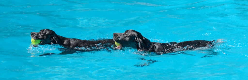 The end of summer is celebrated in Boulder, Colorado, by allowing dogs to take over Scott Carpenter pool in early September.