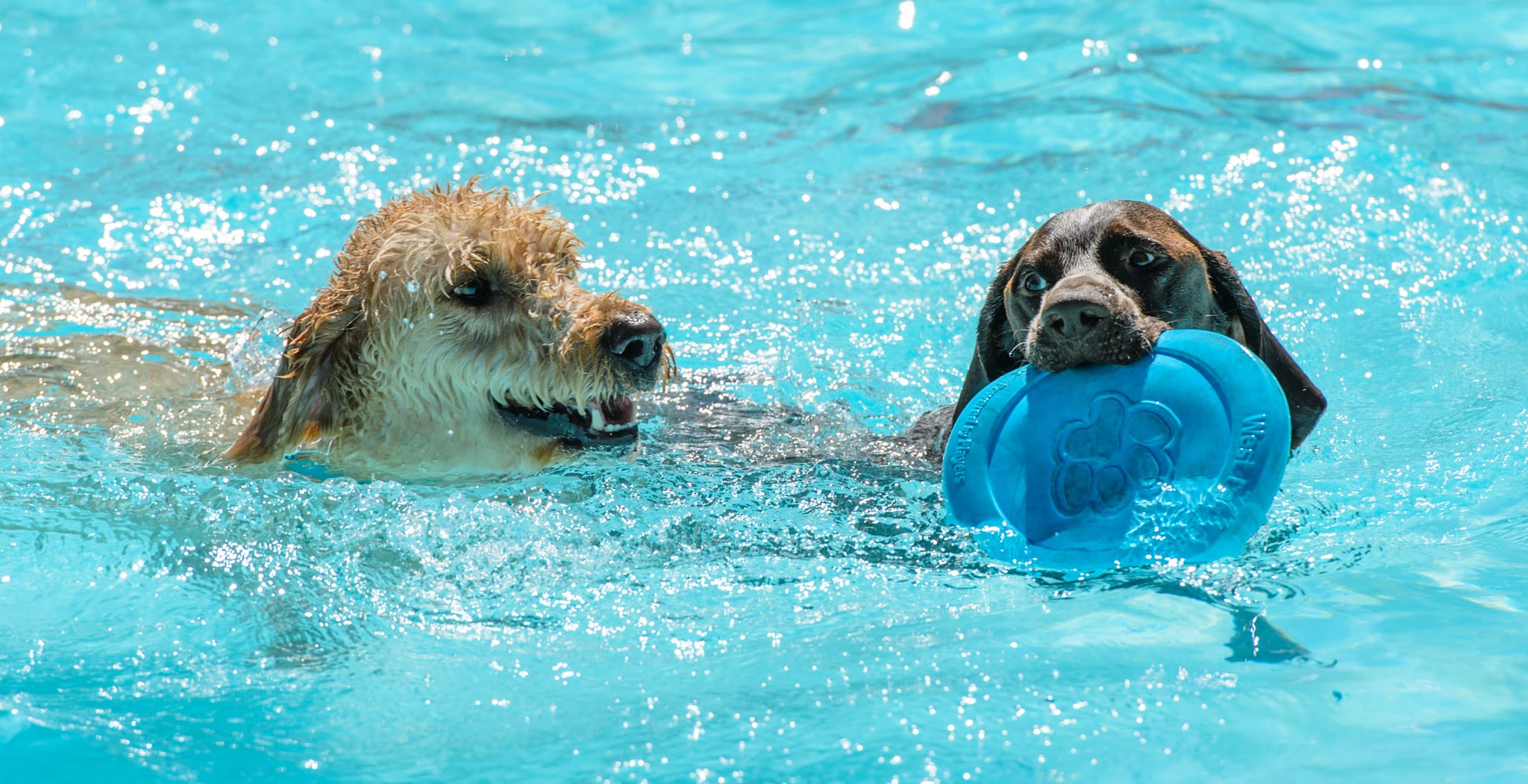 The end of summer is celebrated in Boulder, Colorado, by allowing dogs to take over Scott Carpenter pool in early September.