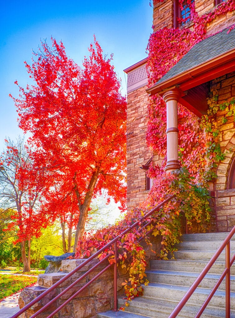 Maple trees and Virginia Creeper turn brilliant red in the fall in Mapleton Hill Neighborhood in Boulder, Colorado.