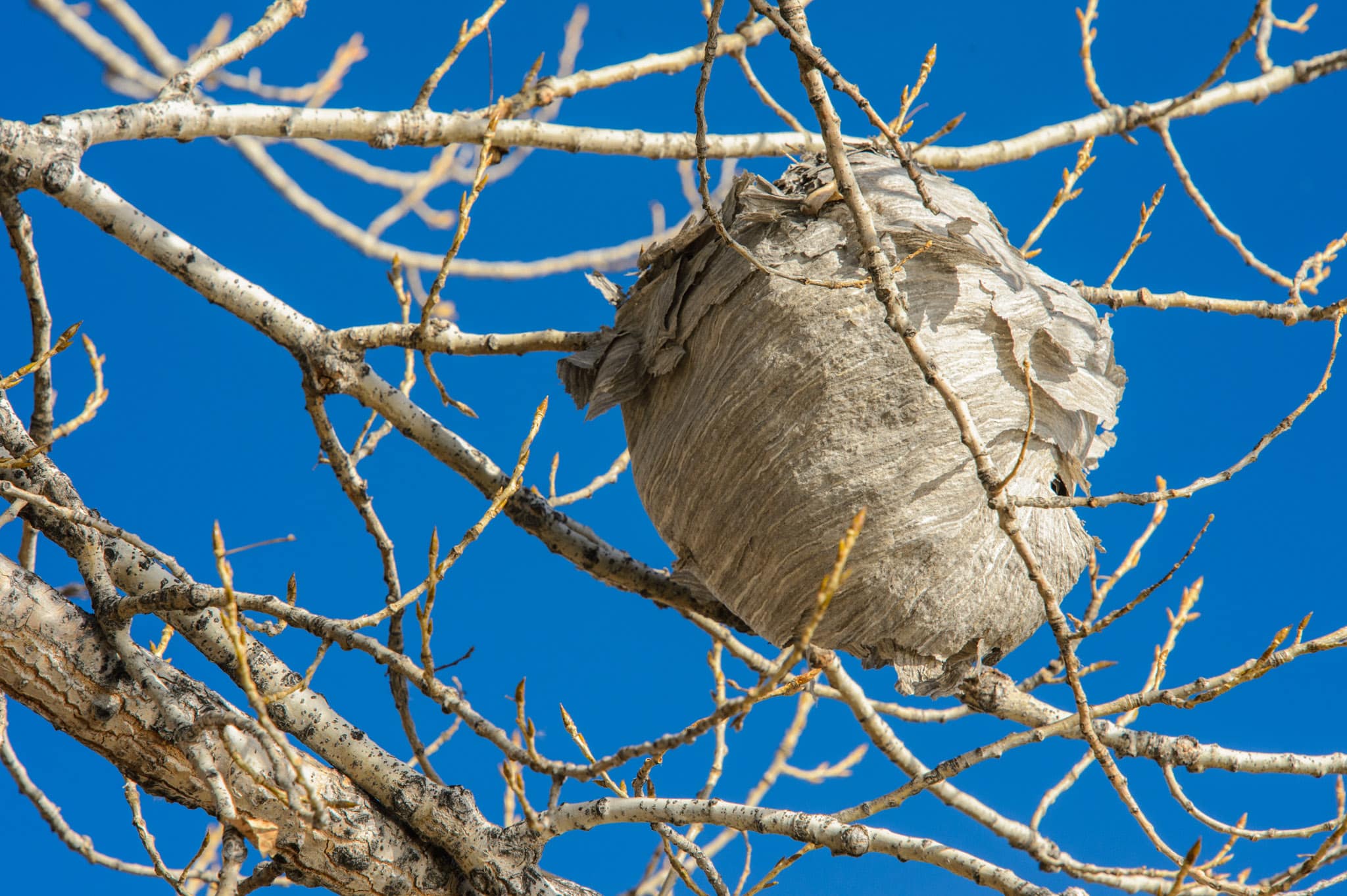 This hornet's nest is in a Cottonwood tree along a trail at Twin Lake in Boulder, Colorado.