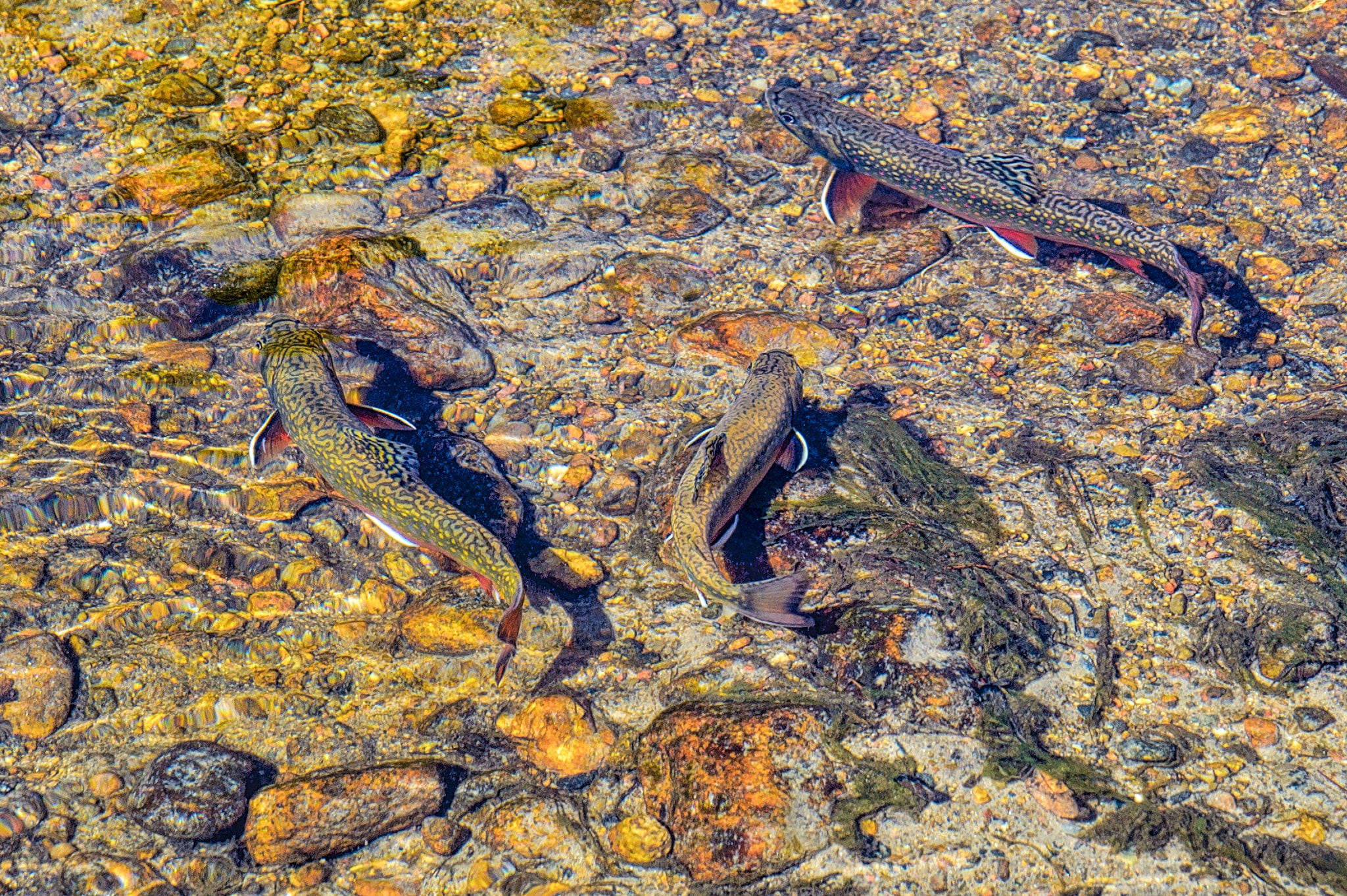 Several trout swim around in a pool in Boulder, Colorado.