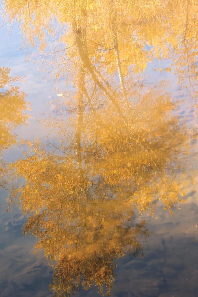 Golden reflections mark the fall season along Boulder Creek in Boulder, Colorado.