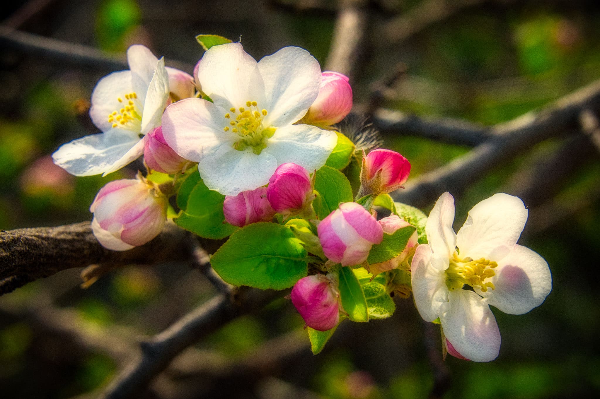 These apple blossoms are pretty in pink along a sidewalk in Boulder, Colorado.